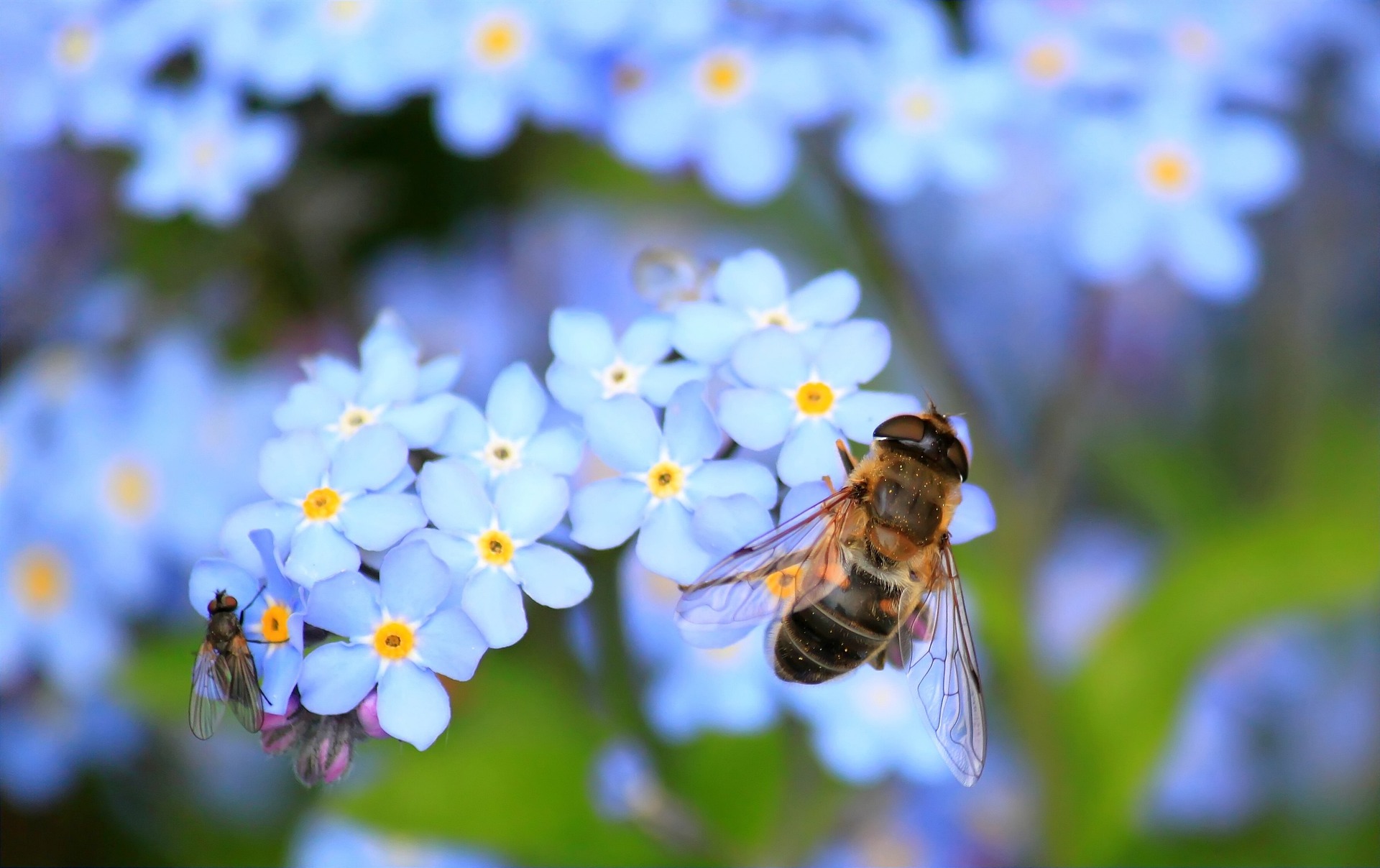 Biene auf Blüte