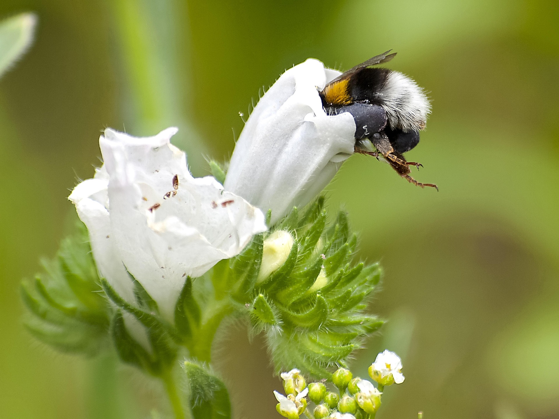 Hummel auf Blüte
